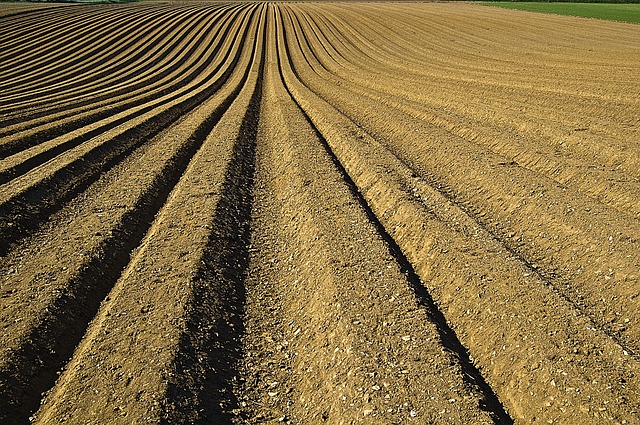 Fertilisers made by Fritz Haber